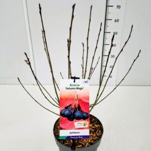 Aronia melanocarpa Aronia mel. 'Autumn Magic' 50-60C5
(1 Plants/Order)(23cmP 70cmH)