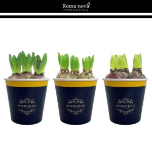 Hyacinthus Arrangement 1031H - Cup Monceau Fleurs (Hyacint)
(6 Plants/Order)(12cmP 18cmH)