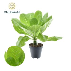 Hawaiian Palm Birghamia Brighamia insignis 'Hawaii Palm'
(10 Plants/Order)(12cmP 35cmH)