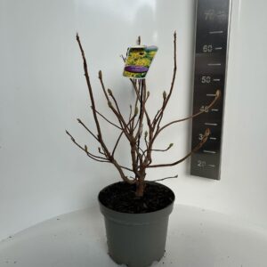 Rhododendron Mollis Grp 'Anneke' Rhododendron (AK) 'Anneke'
(1 Plants/Order)(23cmP 60cmH)