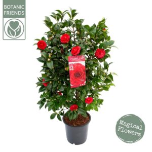 Camellia japonica Camellia jap. 'Black Lace'
(1 Plants/Order)(29cmP 100cmH)