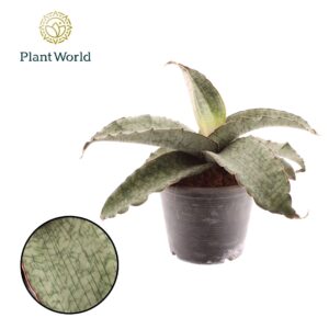 Sansevieria Silver Blue Sansevieria Kirkii Silver Blue 19cm
(1 Plants/Order)(19cmP 33cmH)