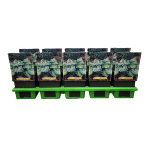 Hosta other Hosta 'Color Glory' P11
(10 Plants/Order)(11cmP 25cmH)