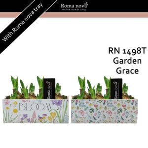 Narcissus Arrangement 1498T - Garden Grace (Tete a Tete)
(6 Plants/Order)(23cmP 18cmH)