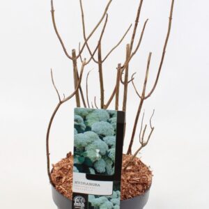 Hydrangea arborescens Annabelle Hydrangea Arborescens 'Annabelle' 17 cm
(1 Plants/Order)(17cmP 40cmH)