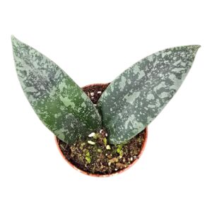 Hoya Compacta Hoya Flagellata Silver
(2 Plants/Order)(7cmP 10cmH)
