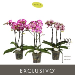 Phalaenopsis Multiflora Exclusivo mix 3 spike
(10 Plants/Order)(12cmP 45cmH)