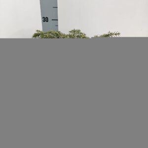 Tsuga canadensis Jeddeloh Tsuga can. ‘Jeddeloh’
(1 Plants/Order)(19cmP 30cmH)