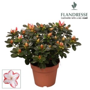 Rhododendron Sachsenstern Azalea Flandresse® 'sachenstern' 22 - 25 cm
(8 Plants/Order)(12cmP 25cmH)
