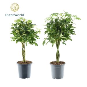 Schefflera Schefflera gevlochten stam mix
(1 Plants/Order)(21cmP 75cmH)