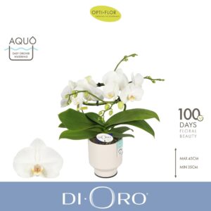 Phalaenopsis white more Ripsen Dioro Prestige 2 spike in Emilia White Aquo
(3 Plants/Order)(12cmP 50cmH)