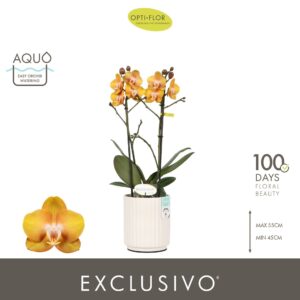 Phalaenopsis Las Vegas Exclusivo Las Vegas 2 spike in Molise White Aquo
(6 Plants/Order)(12cmP 45cmH)