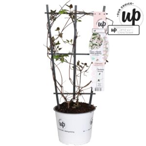 Clematis Montana Clematis Montana 'Fenne'® P19
(1 Plants/Order)(19cmP 70cmH)