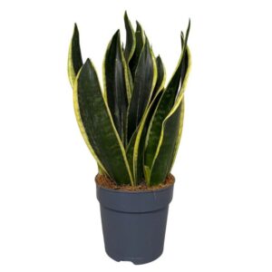 Sansevieria Black Gold Sansevieria Black Gold 3pp
(6 Plants/Order)(12cmP 35cmH)