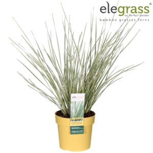 Lomandra longifolia White S Lomandra longifolia 'White Sands' P19
(1 Plants/Order)(19cmP 70cmH)
