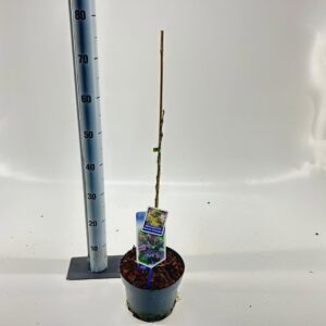 Albizia julibrissin Albizia julibrissin 'Summer Chocolate' PBR
(1 Plants/Order)(19cmP 70cmH)