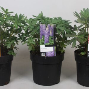 Lupinus Lupinus 'West Country' mix - 19 cm
(1 Plants/Order)(19cmP 25cmH)