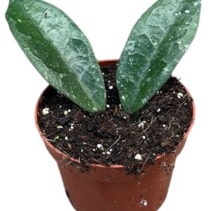 Hoya hoya aff vitellina
(9 Plants/Order)(10.5cmP 15cmH)