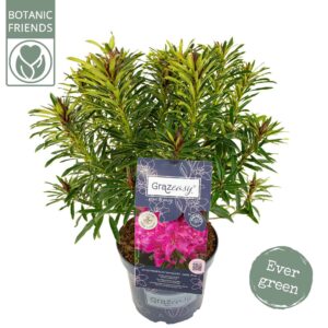 Rhododendron Rhododendron hybr. 'Grazeasy'®
(1 Plants/Order)(23cmP 35cmH)