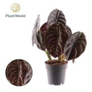 Alocasia Red Secret Alocasia Red Secret
(6 Plants/Order)(14cmP 30cmH)