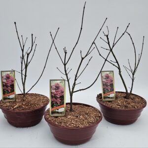 Acer palmatum Atropurpureum Acer palm. 'Atropurpureum' 23cm Schaal
(1 Plants/Order)(23cmP 50cmH)