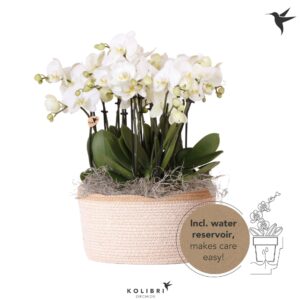 Phalaenopsis white more Ripsen Kolibri Orchids Phalaenopsis Mono Bouquet Ghent 9 spike in Basket white with wat
(2 Plants/Order)(28cmP 45cmH)