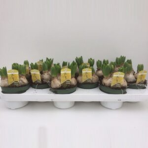 Hyacinthus Yellowstone Hyacint Yellowstone
(12 Plants/Order)(10.5cmP 15cmH)