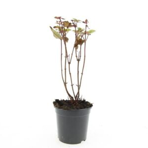 Hypericum x inodorum Magical Black Hypericum i. Magical Black
(8 Plants/Order)(14cmP 10cmH)