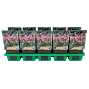 Dicentra formosa Dicentra formosa P11
(10 Plants/Order)(11cmP 25cmH)