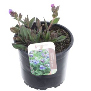 Pulmonaria Azurea Pulmonaria angustifolia Azurea
(1 Plants/Order)(17cmP 25cmH)