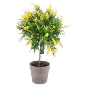 Cytisus x racemosus Genista 17 cm stam in terracotta Ceramics (PT)
(3 Plants/Order)(19cmP 70cmH)