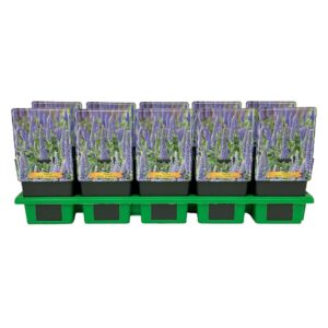 Veronica spicata Veronica spicata 'Candela Blue' P11
(10 Plants/Order)(11cmP 25cmH)