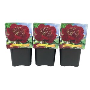 Paeonia Nippon Beauty Paeonia Lactiflora 'Nippon Beauty' C5
(1 Plants/Order)(21cmP 35cmH)