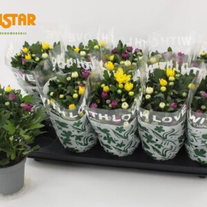 Chrysanthemum Da Vinci 12 cm dubble flower With Love by Valstar Carnaval
(10 Plants/Order)(12cmP 25cmH)