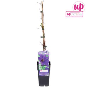 Clematis The Presiden Clematis The President P15
(10 Plants/Order)(15cmP 65cmH)