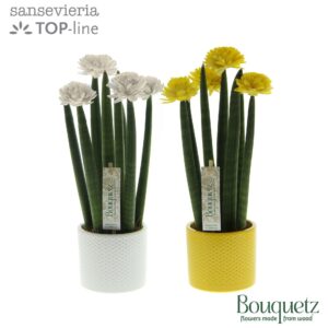 Sansevieria Cylindrica Sansevieria TOP-line Bouquetz Easter mix in Dots Ceramics
(6 Plants/Order)(8.5cmP 35cmH)