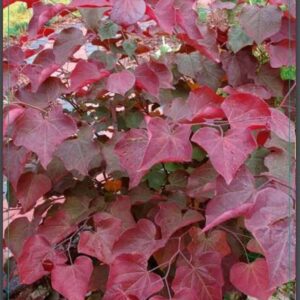 Cercis Forest Pansy Cercis can. 'Forest Pansy' 50-60C10
(1 Plants/Order)(28cmP 70cmH)