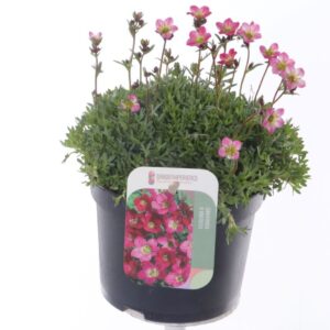 Saxifraga Peter Pan Saxifraga arendsii Peter Pan
(8 Plants/Order)(13cmP 20cmH)