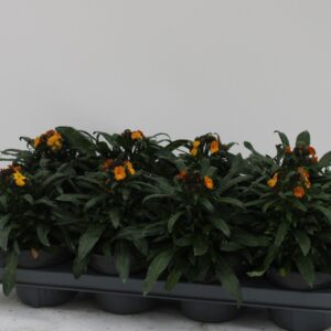 Erysimum Fragrant Sunshine Erysimum Fragrant Sunshine
(8 Plants/Order)(13cmP 30cmH)
