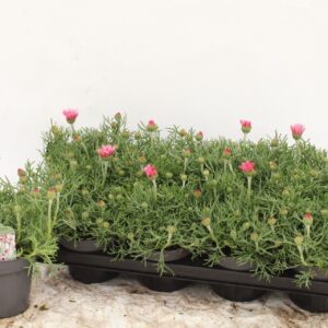 Rhodanthemum hosmariense SA Rhodanthemum pink
(8 Plants/Order)(13cmP 25cmH)