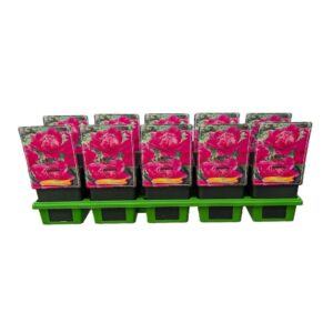 Paeonia Paeonia lactiflora 'Bouquet Perfect' P11
(10 Plants/Order)(11cmP 25cmH)