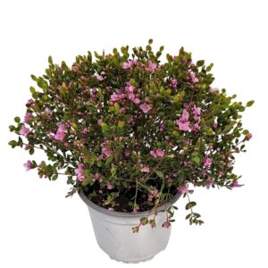 Boronia crenulata Boronia Crenulata Bush
(36 Plants/Order)(15cmP 30cmH)