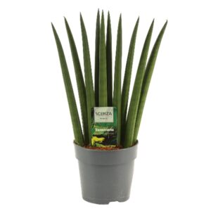 Sansevieria Cylindrica Sansevieria Cylindrica 12 cm Fan
(10 Plants/Order)(12cmP 35cmH)