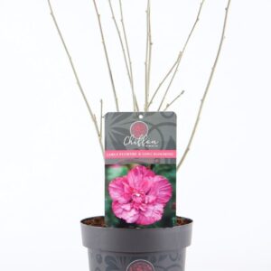 Hibiscus syriacus Hibiscus syr. Magenta Chiffon® P19/C3
(3 Plants/Order)(19cmP 55cmH)