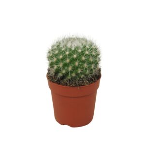Cactus Parodia penicillata 7 cm
(12 Plants/Order)(7cmP 10cmH)
