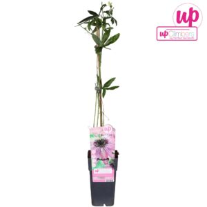 Passiflora Purple Haze Passiflora Purple Haze P15
(10 Plants/Order)(15cmP 65cmH)