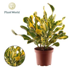 Codiaeum Codiaeum variegatum kleinb Croton Yellow Mammi 3pp kopstek
(10 Plants/Order)(12cmP 30cmH)