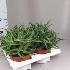 Aloe arborescens Aloe Arborescens busch 15
(4 Plants/Order)(15cmP 25cmH)
