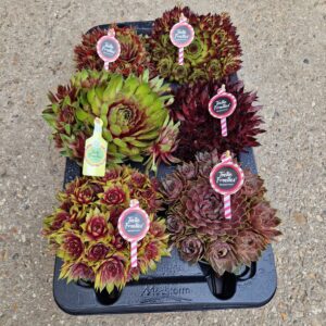 Sempervivum Sempervivum Toetie Froeties Big ® schaaltje 13, mix per Tray
(6 Plants/Order)(13cmP 12cmH)