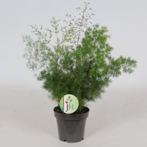 Asparagus umbellatus Asparagus 'Myriocladus'
(10 Plants/Order)(12cmP 35cmH)